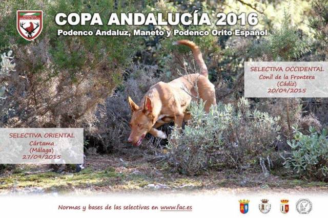 foto de Copa de Andalucía de Podenco Andaluz, Maneto y Podenco Orito Español