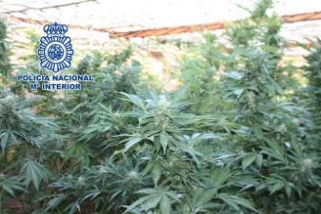 foto de Desmantelan un invernadero de cannabis en Cártama