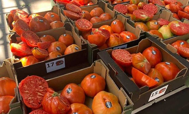 foto de Pronto sabremos cuál será el mejor Tomate Huevo Toro 2020